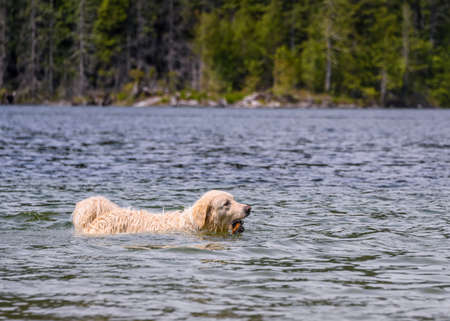 Adorable dog playing in the water and enjoying the warm weather. This white dog is bringing his stick out of the waterの写真素材