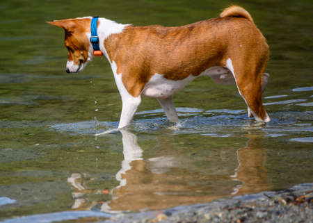 Adorable dog playing in the water and enjoying the warm weather. This beautiful basenji is looking at its reflection after drinkingの写真素材