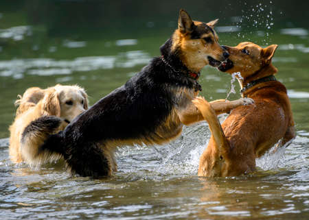 Adorable dogs playing in the water and enjoying the warm weather. Lots of water splashing around as the dogs are running and jumping in the lake. the German shepherd is play biting the orange dogの写真素材