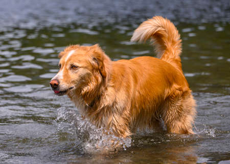 Adorable dog playing in the water and enjoying the warm weather. This orange dog is walking around in the lake while playingの写真素材