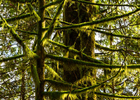 Beautiful nature woodland scene. Springtime foliage. Lots of mossy branches, with sunlight hitting the branches. Lots of green plantsの写真素材