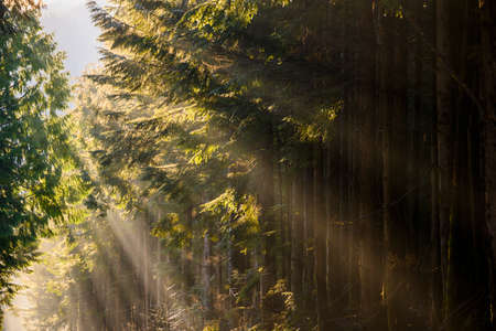 Beautiful nature woodland scene. Springtime foliage. sun behind the forest. Sun rays hitting the trees, beaming down. Dark tree silhouettes.の写真素材