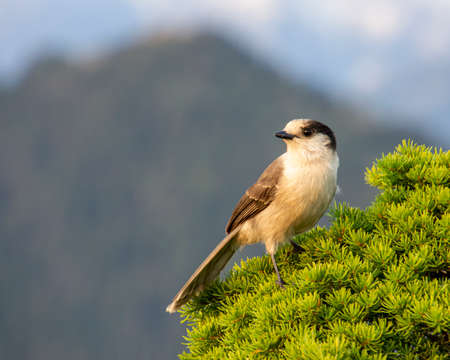 Gray Jay perched on a pine tree. Grayish blue sky in the background due to smoke. Mountain peak is also visible. Cute bird with grey feathers. Close up , autumn picturesの写真素材