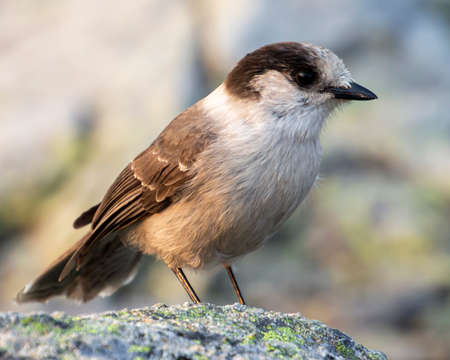 Gray Jay sitting on a rock up in the mountains. Cute bird with grey and brown feathers. Close up portrait. Autumn pictureの写真素材