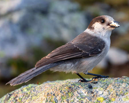 Gray Jay sitting on a rock up in the mountains. Cute bird with grey and brown feathers. Close up portrait of the bird, with food in its mouth. Autumn pictureの写真素材