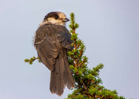 Gray Jay perched on a pine tree. Grayish blue sky in the background due to smoke. Cute bird with grey feathers. Close up , autumn picturesの写真素材
