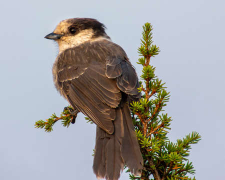 Gray Jay perched on a pine tree. Grayish blue sky in the background due to smoke. Cute bird with grey feathers. Close up , autumn picturesの写真素材