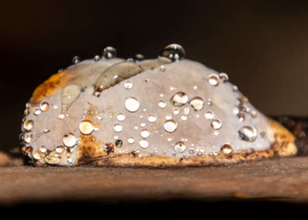 Beautiful big, cream colored fungi in the woods. This mushroom is on a tree trunk, and it is covered with waterdrops all over. Fresh, autumn sceneの写真素材