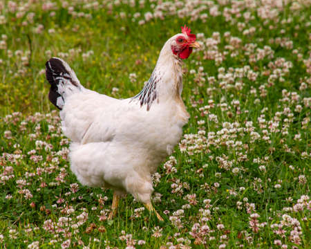 Beautiful white chicken walking in the grass. Contrasting green background. Wild flowers in the background. Red comb on the bird's headの写真素材