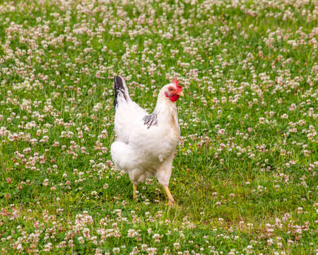 Beautiful white chicken walking in the grass. Contrasting green background. Wild flowers in the background. Red comb on the bird's headの写真素材