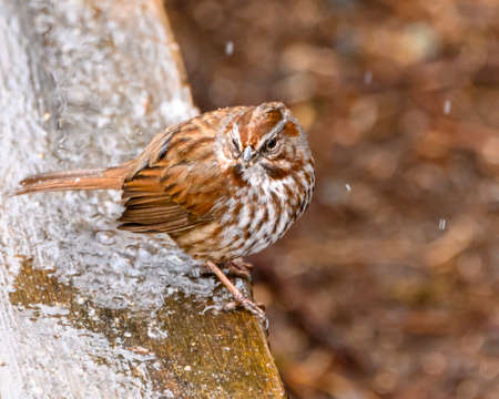 Cute song sparrow sitting on a icy wood. Spotted brown and yellow feathers. Winter picture with snowflakes and frozen iceの写真素材