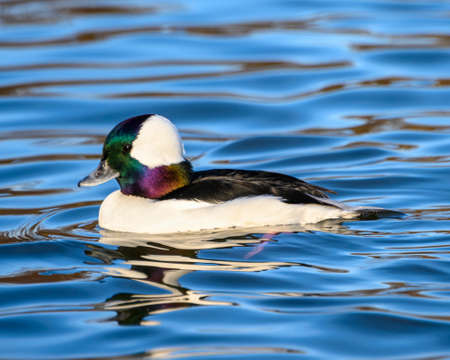 Stunning bufflehead male duck swimming in the lake. Beautiful white duck with green and purple head....