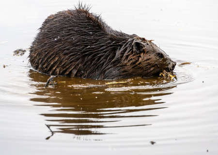 Beautiful full grown brown furred beaver in the snowfall. Winter picture, with ice and snow. This animal is chewing and eating in the half frozen lake.の写真素材