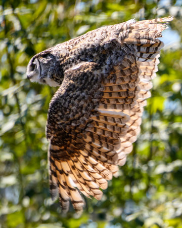 Beautiful horned owl flying. Green tree branches in the background. This grey and yellow bird is flapping its wingsの写真素材