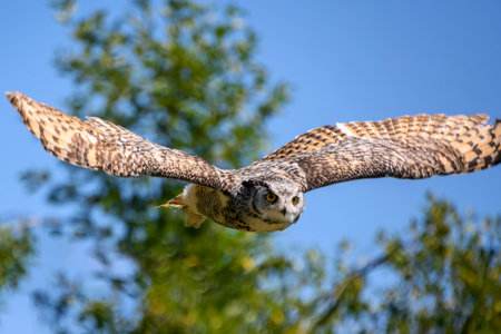 Beautiful horned owl flying. Blue sky and tree branches in the background. This grey and yellow bird is flapping its wingsの写真素材