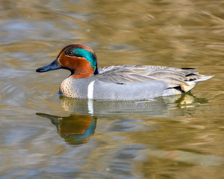 Beautiful green winged teal male duck swimming in the lake. The bird displaying it's stunning green and orange head . Yellow water. Nice reflectionの写真素材