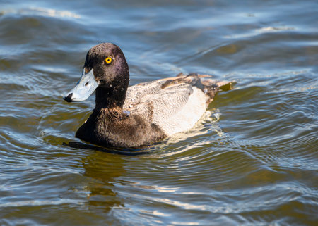 Stunning Greater scaup male duck swimming in a lake. Beautiful brown spotted feathers, grey bill and intense yellow eyes. Black head and frontの写真素材