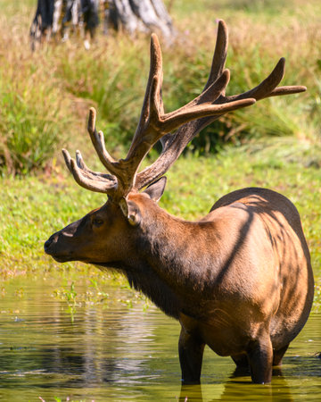 Close up a male elk deer displaying beautiful antlers. This animal is standing in the lake to cool downの写真素材