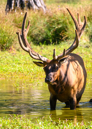 Close up a male elk deer displaying beautiful antlers. This animal is standing in the lake to cool downの写真素材