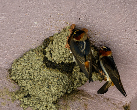 Barn swallow nest. Chick are waiting for parents to come and feed themの写真素材