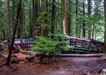 Train wreck in the forest, in Whistler. They are covered with graffiti inside and outside. Surrounded by treesの写真素材