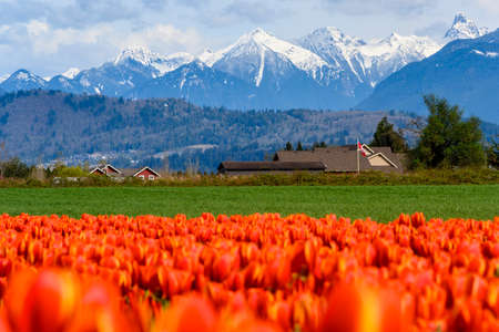 Beautiful tulip field landscape photo. Cloudy, blue sky. Rose of flowers. Mountains in the backの写真素材