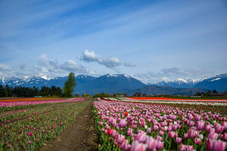Beautiful tulip field landscape photo. Cloudy, blue sky. Rose of flowers. Mountains in the backの写真素材