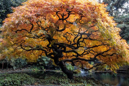 Beautiful Japanese maple tree in autumn. Yellow and orange, vibrant leaves contrast with the green grass. Small lake in the background.の写真素材