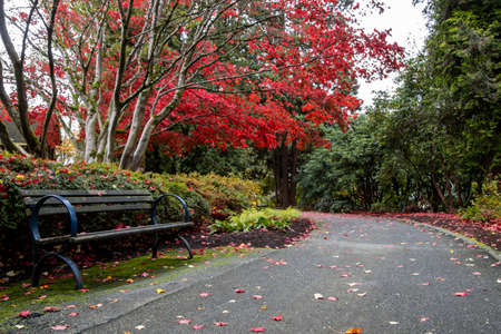 Peaceful park, in the autumn. Beautiful Japanese maple with red, vibrant leaves falling on the road....