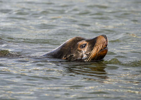 Impressive sea lion swimming in the ocean. Large female fishing in group.