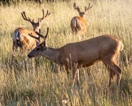Stag mule deer grazing during the golden hourの写真素材