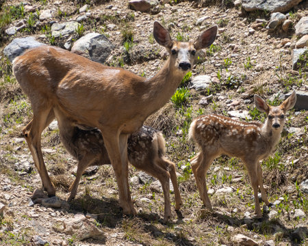 Mule deer family picture. Mother and fawns in the wild. One is suckling, other one is looking at cameraの写真素材