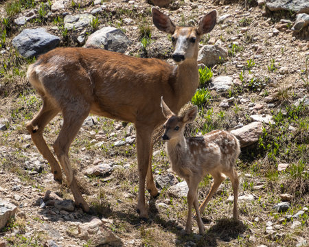 Mule deer family picture. Mother and fawn in the wild.の写真素材
