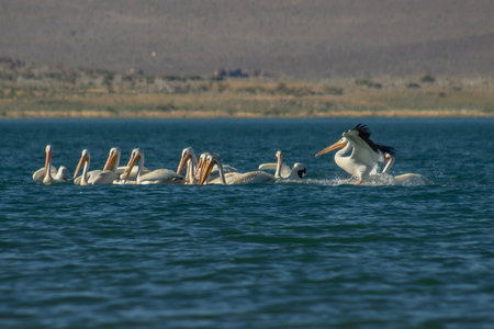 A flock of white pelican swimming and fishing on the waterの写真素材