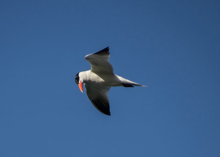 Beautiful caspian tern bird flying in the sky, looking for fish