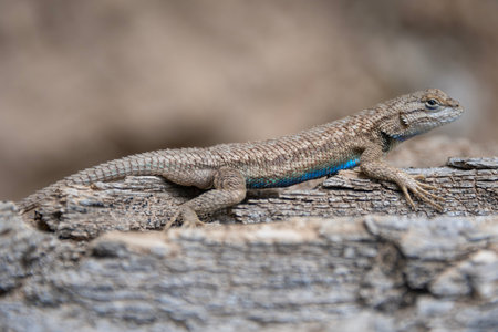 A vibrant lizard relaxes on a weathered log, its blue and brown scales shimmering in the sunlight...