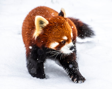 A red panda is walking through a blanket of snow, showcasing its lush auburn fur and playful demeanor in a scenic wildlife sanctuary during winter.の写真素材