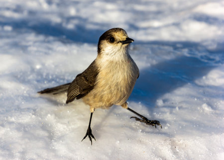 A small grey jay is calmly walking on a blanket of snow, showcasing its delicate features and colors...