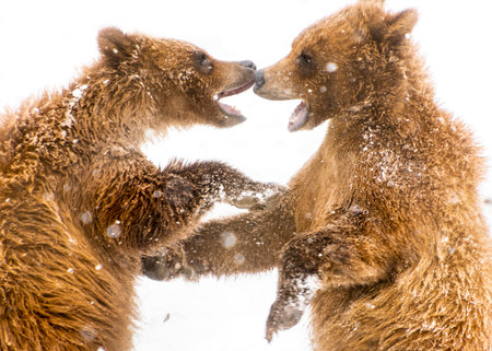 Two young grizzly bears engage in a playful sparring match in a snowy environment, surrounded by falling snowflakes during winter. Their fur is dusted with snow as they interact.の写真素材