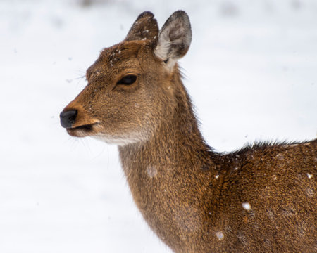 A female deer stands still against a backdrop of white snow, its fur dusted with flakes during a gentle snowfall. The tranquil setting captures the essence of a winter day in nature.の写真素材