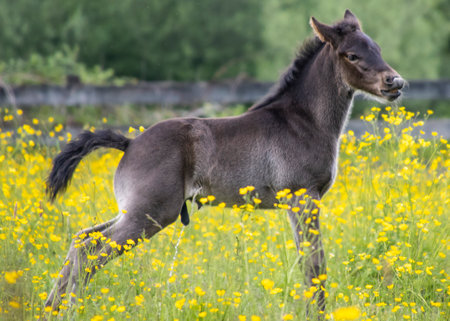 A young foal stands in a field filled with bright yellow flowers, showcasing its playful stance.の写真素材