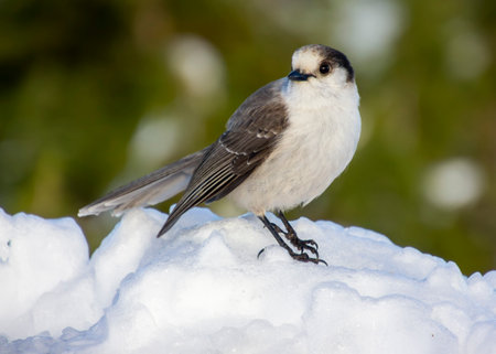A small grey jay stands gracefully on a mound of snow, its feathers contrasting against the white background. The setting is a winter scene, with soft sunlight filtering through trees.の写真素材