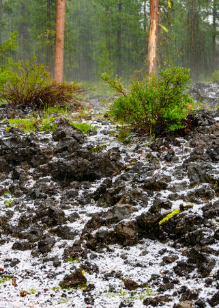 Dark rocky ground covered with hailstones under a heavy rain shower in a lush forest. Green shrubs and trees are visible in the background, contributing to a moody atmosphere.の写真素材