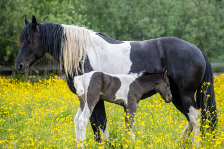 A black and white horse stands peacefully while its foal grazes nearby in a vibrant field filled with yellow wildflowers under clear blue skies.の写真素材