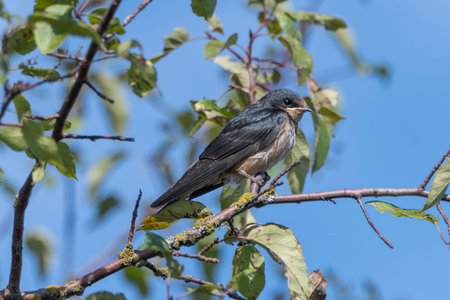 A small bird sits quietly on a branch, surrounded by vibrant green leaves under a bright blue sky. The scene captures a moment of tranquility in nature during daylight hours.の写真素材