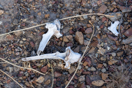 Bones are visible on the ground among pebbles and dry grass in a sunlit, arid environment. The area...