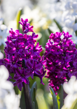 Bright purple hyacinth flowers stand tall amidst a backdrop of soft white blooms in a lush spring garden, showcasing nature's colorful beauty and vivid contrasts.の写真素材