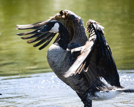 A Canada goose flaps its wings energetically on the surface of a calm lake, creating ripples in the water. The scene reflects the beauty of nature during a sunny afternoon.の写真素材