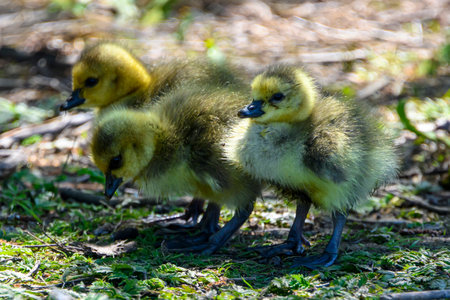Three fluffy goslings wander on the grass, surrounded by greenery. The warm sunlight highlights their soft feathers as they curiously explore their environment.の写真素材