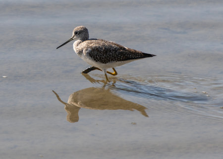 A wading bird with gray speckles is walking across calm shallow water, creating ripples and reflections under bright daylight. The tranquil atmosphere enhances the scene's beauty.の写真素材